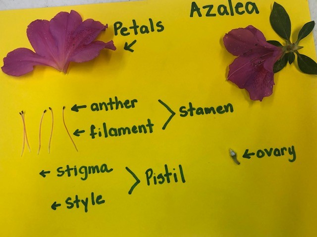 dissection of flower experiment